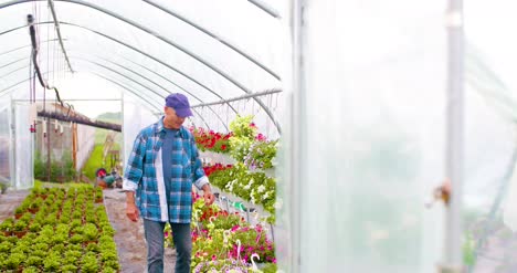 jardinero supervisando plantas en invernadero 6