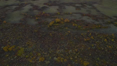 Red-and-Yellow-Tones-on-the-Grey-Ground-in-Empty-Finnish-Lapland