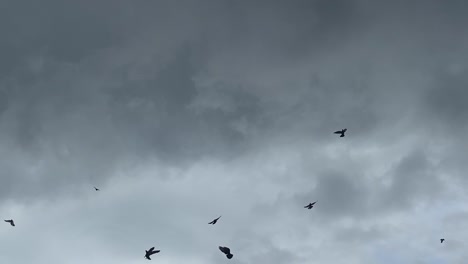 Zeitlupenvögel-Fliegen-Mit-Sturmwetterhimmel