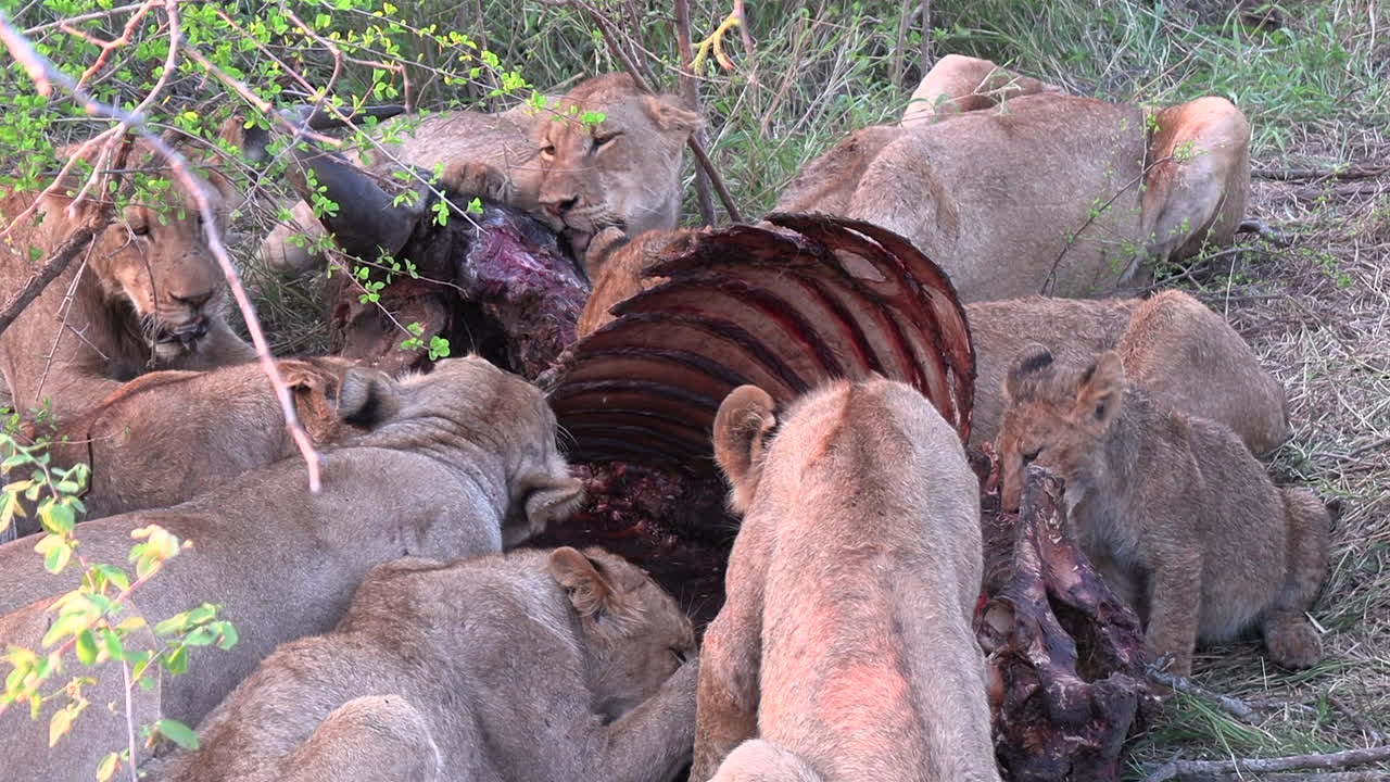 A pride of lions feeds on the carcass of a buffalo