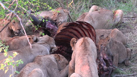 A-pride-of-lions-feeds-on-the-carcass-of-a-buffalo