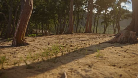 Panning-shot-of-the-forest-to-reveal-a-park