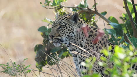 Afrikanischer-Leopard-Auf-Der-Jagd-Nach-Beute-Auf-Safari.-Nahaufnahme