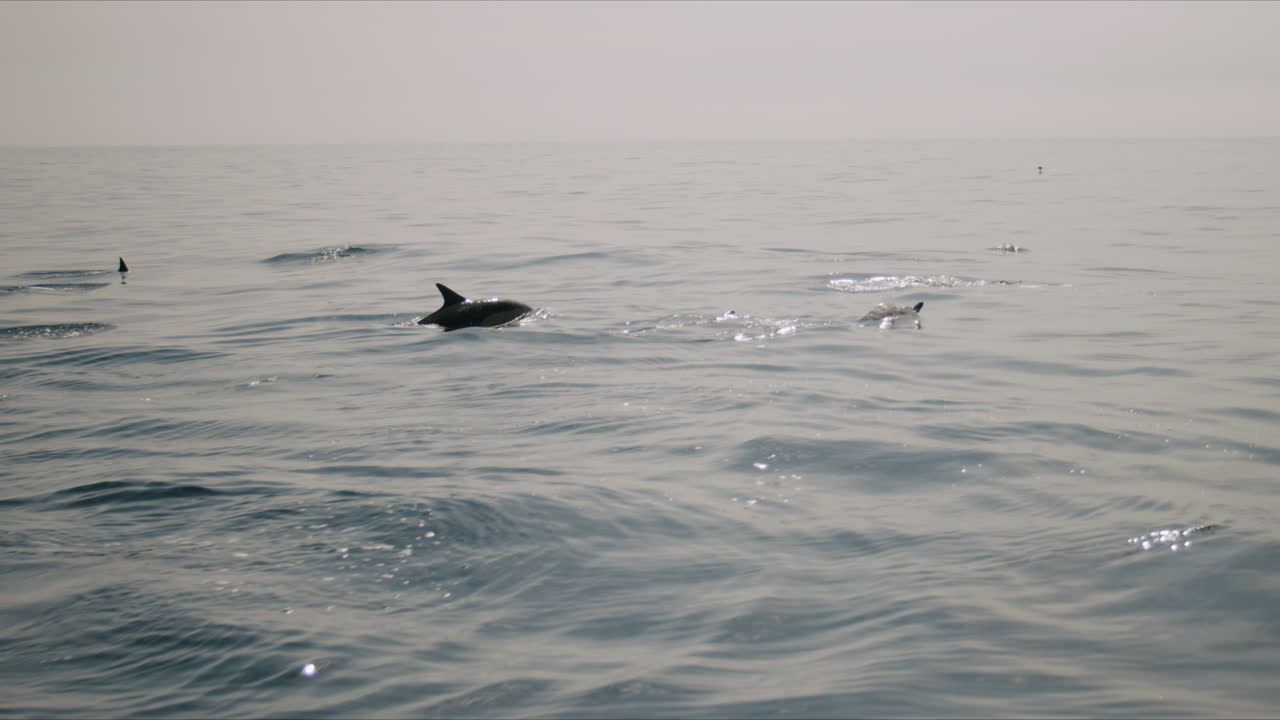 delfines nadando en el océano