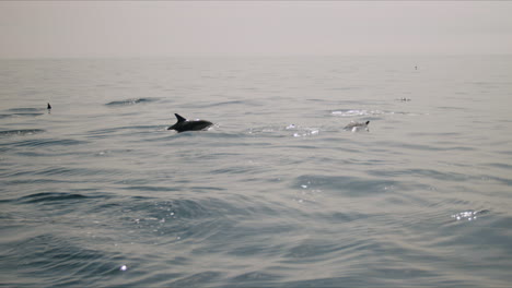 dolphins swimming in the ocean