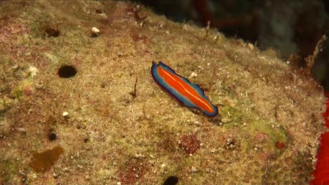 Roter-Und-Blauer-Plattwurm,-Der-Sich-über-Hartkorallen-Bewegt