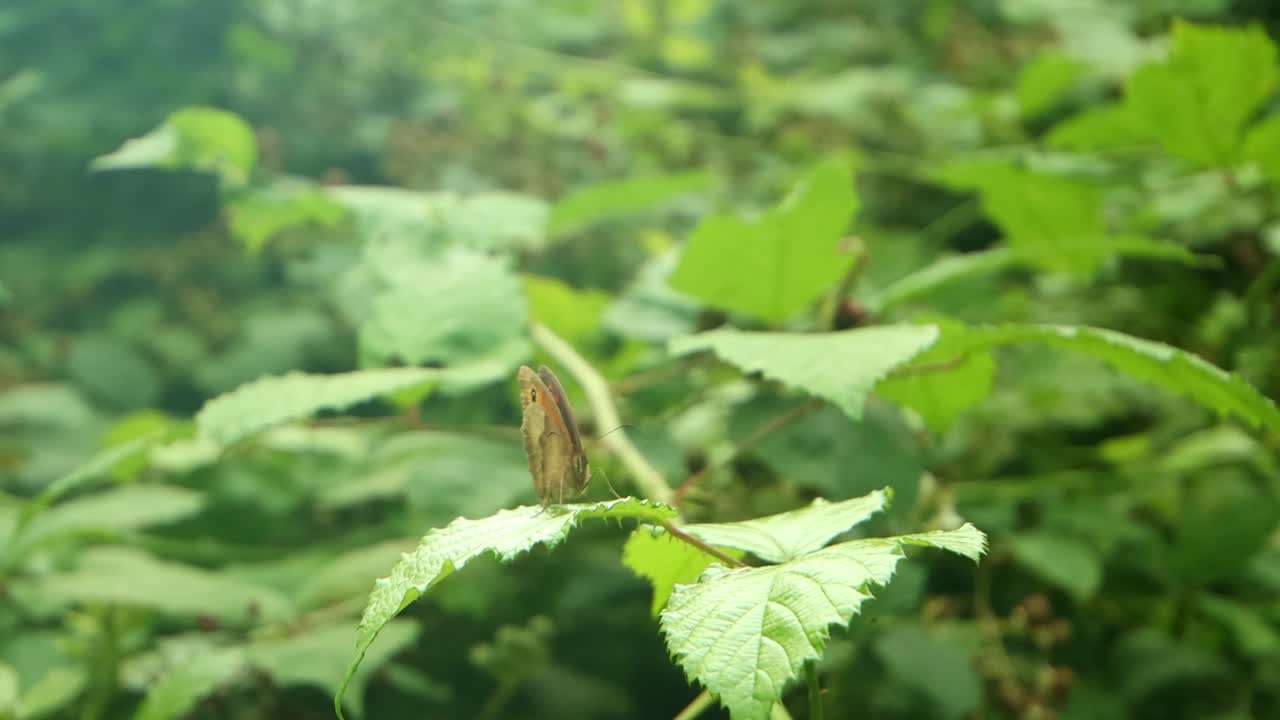 mariposa en la hoja verano - primer plano - micro - 4k ultra hd uhd