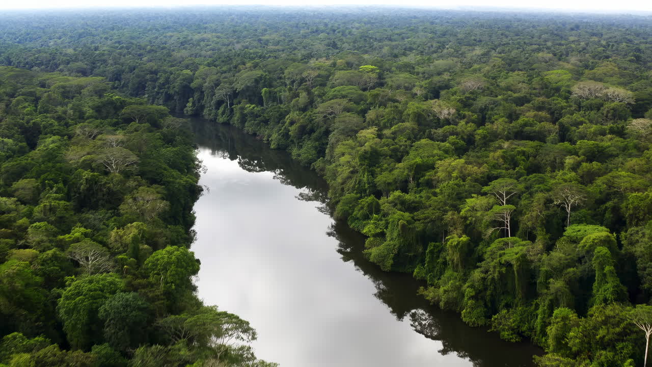 Rio da floresta tropical visto de cima através da densa copa das árvores, capturando meandro sinuoso, folhagem verde exuberante, horizonte nebuloso