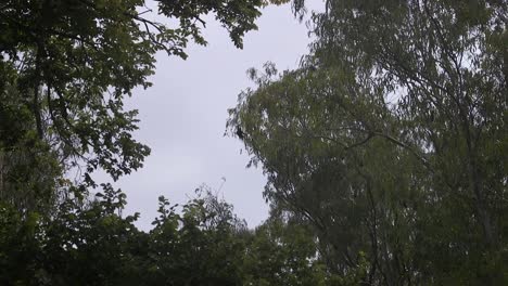 Bat-Flying-During-Daytime-and-Lands-On-Tree-Branch-Australia-Gippsland-Victoria-Maffra