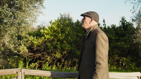 elderly man walks in the countryside beneath olive trees