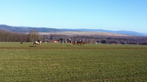 caballos corriendo en un gran campo de hierba - toma aérea