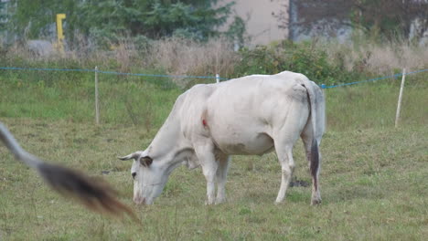 cow grazing in rural farm