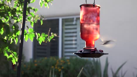 Un-Colibrí-Flotando-Cerca-De-Un-Comedero-De-Colibrí-De-Vidrio-Rojo-Vuela-Hacia-El-Jardín