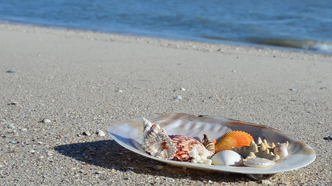 Cockleshells on sand against the background of waves. Shooting on the beach