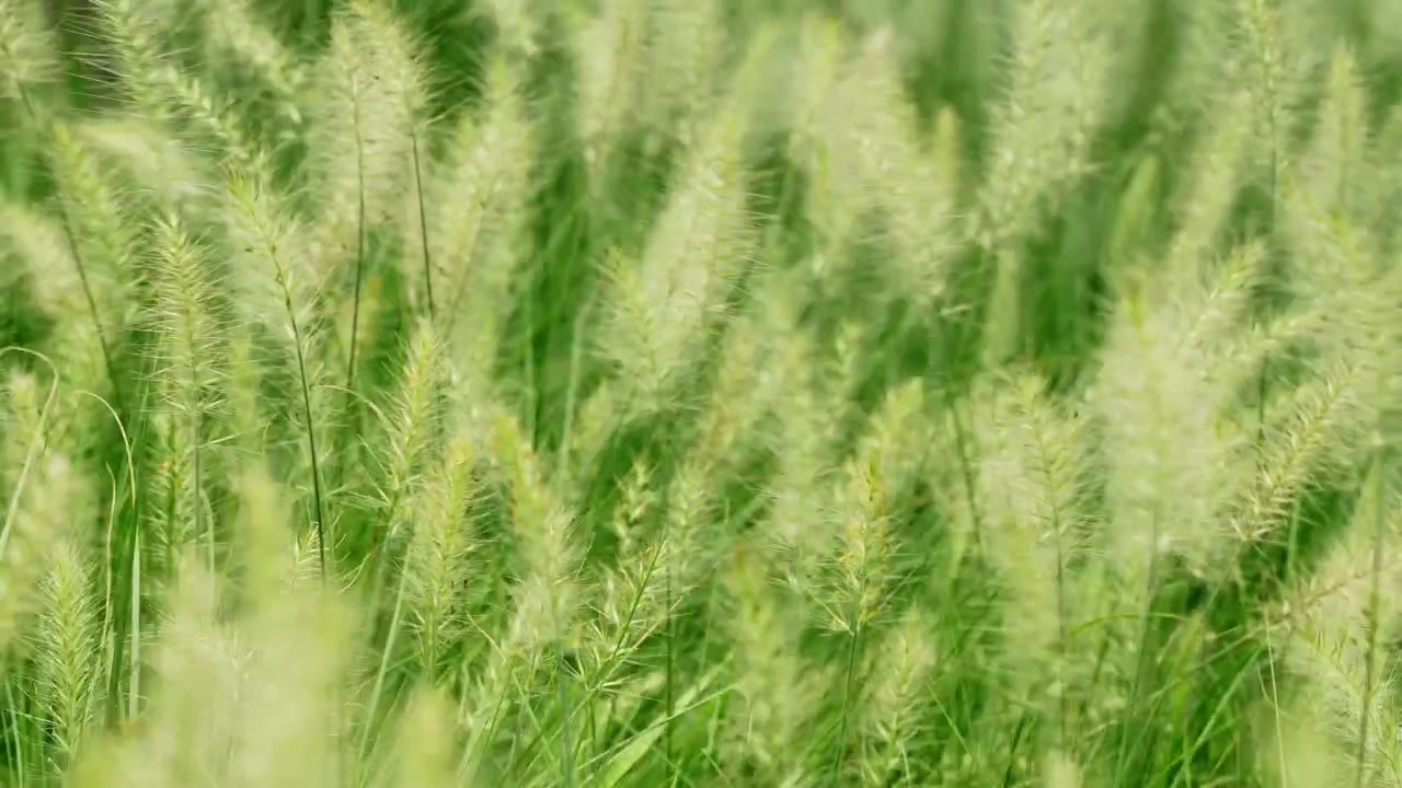 Prato di erba fontana verde lussureggiante che ondeggia dolcemente nella brezza estiva (4K).