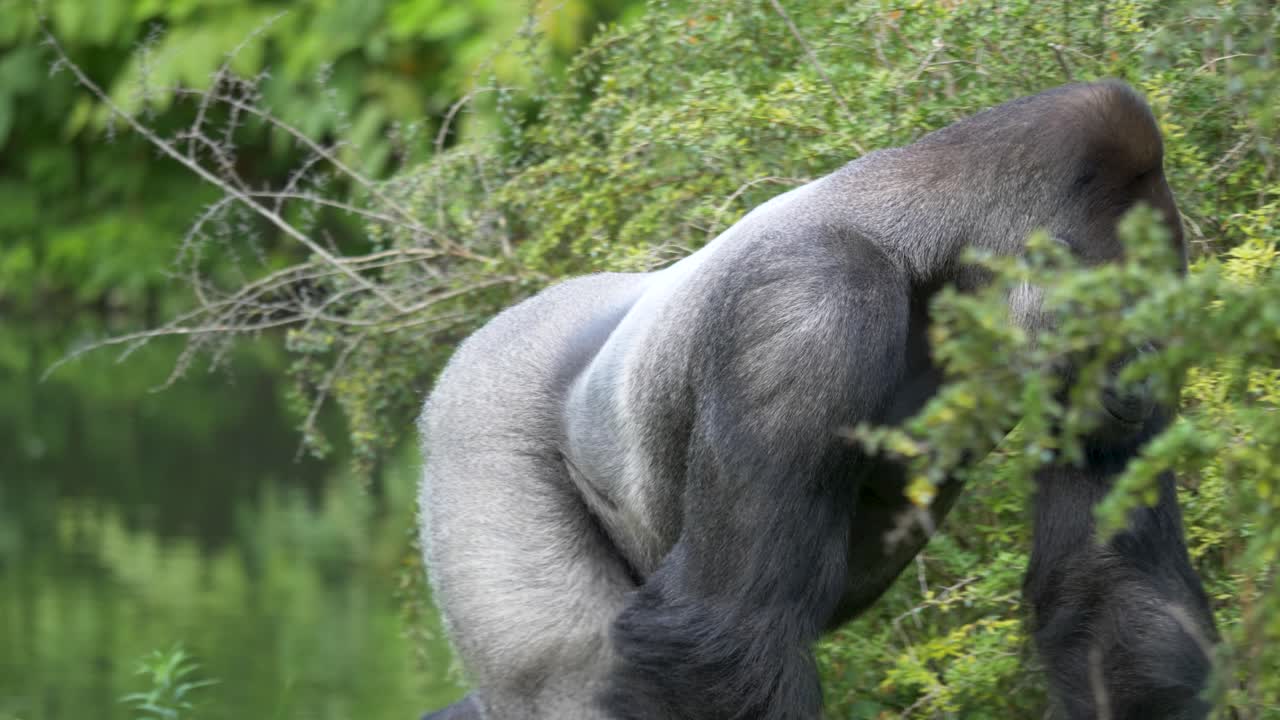 Epica ripresa in tracking di un potente gorilla schiena argentata maschio che si muove davanti a un lago nelle pianure occidentali.