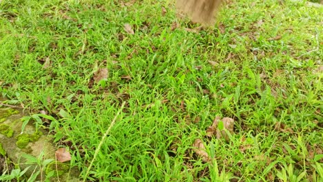 close up sweeping the grass in the garden