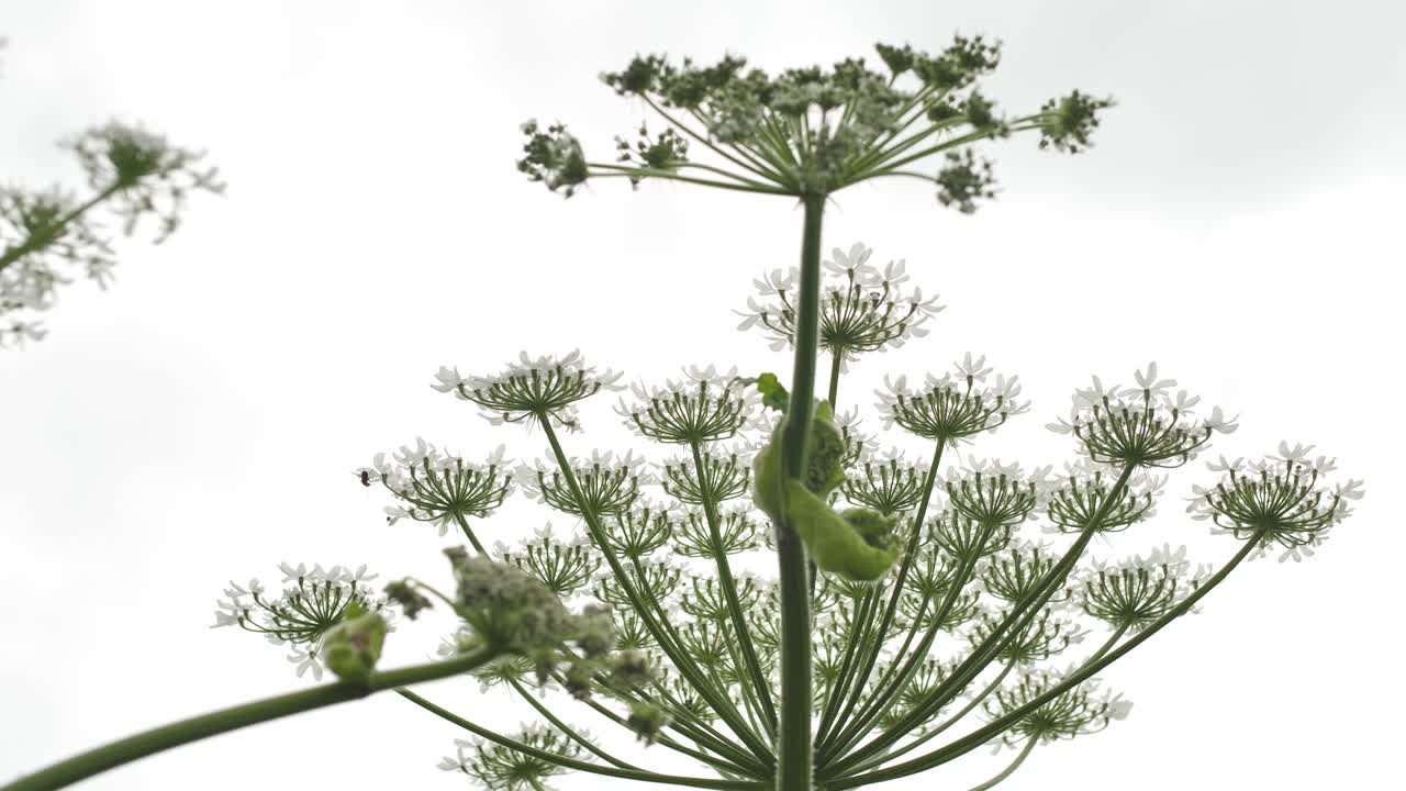 큰 흰색 꽃, heracleum manteggazzianum에 대한 거대한 hogweed