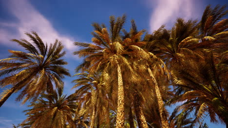 golden palm trees under a vibrant sky