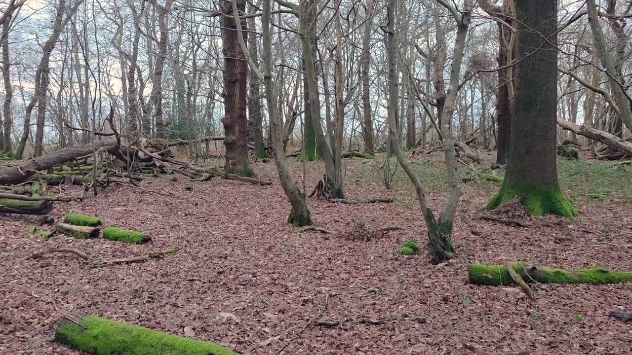 Ripresa in movimento a mano in una foresta con alberi spogli e terreno coperto di foglie muschiose.