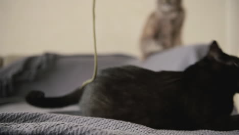 playful black cat lying on blanket trying to grab shoelace while on blurred background grey cat sitting on the top of the couch