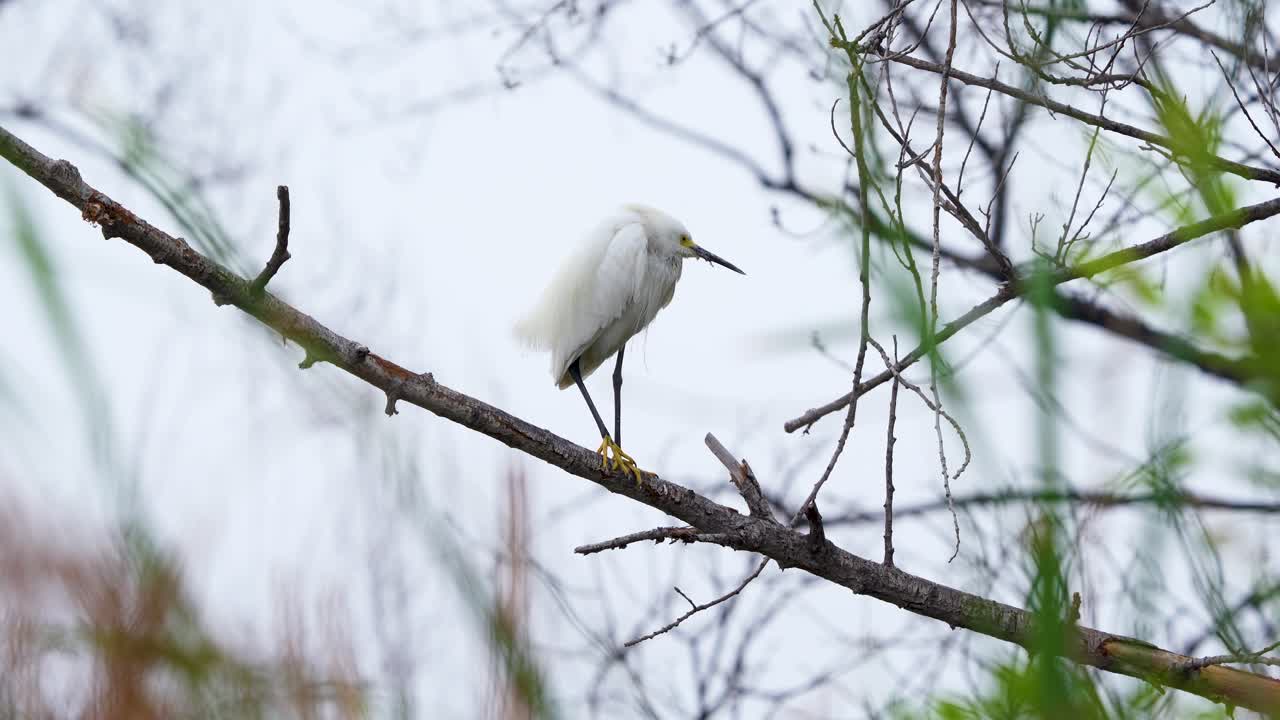 una garceta en la reserva de vida silvestre sepulveda en encino, california
