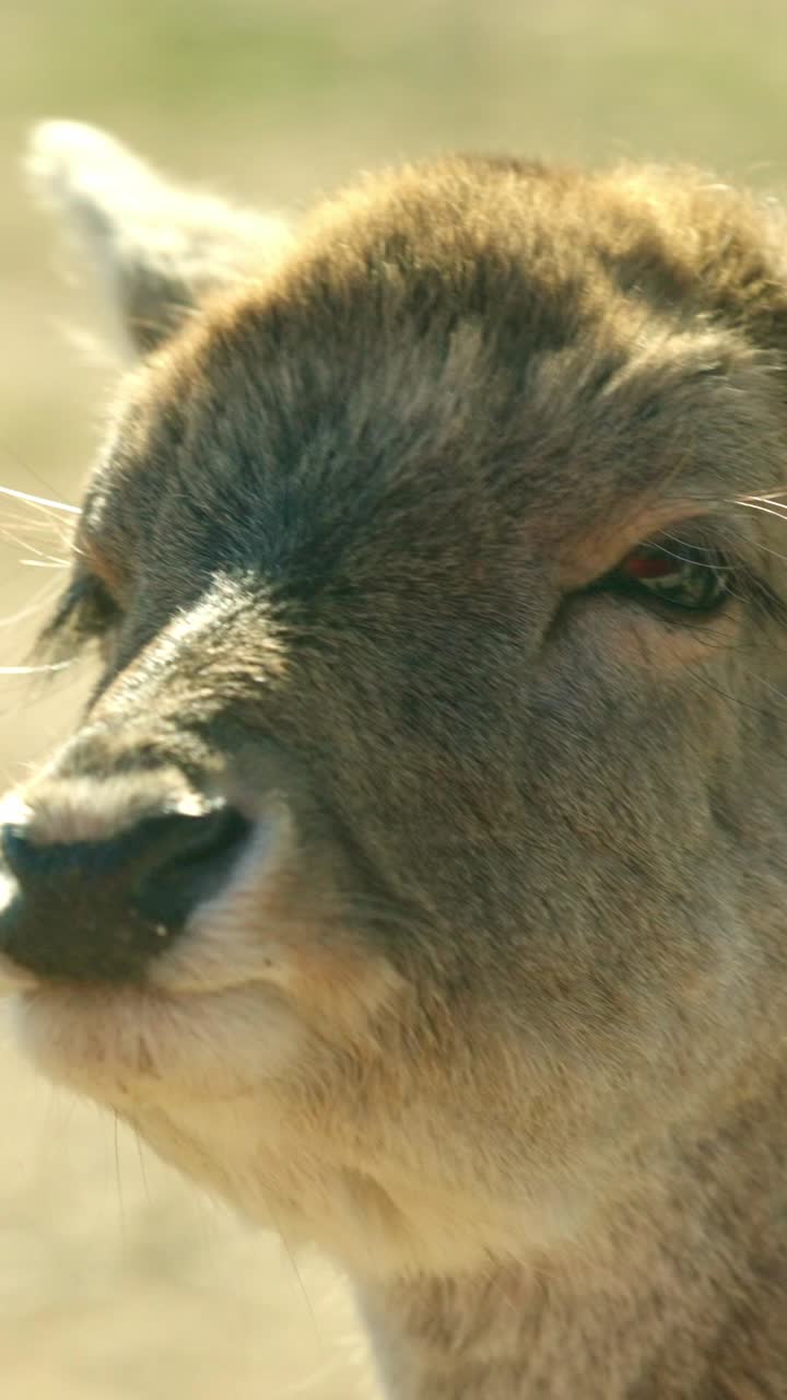 Close up sequence of a young deer eating