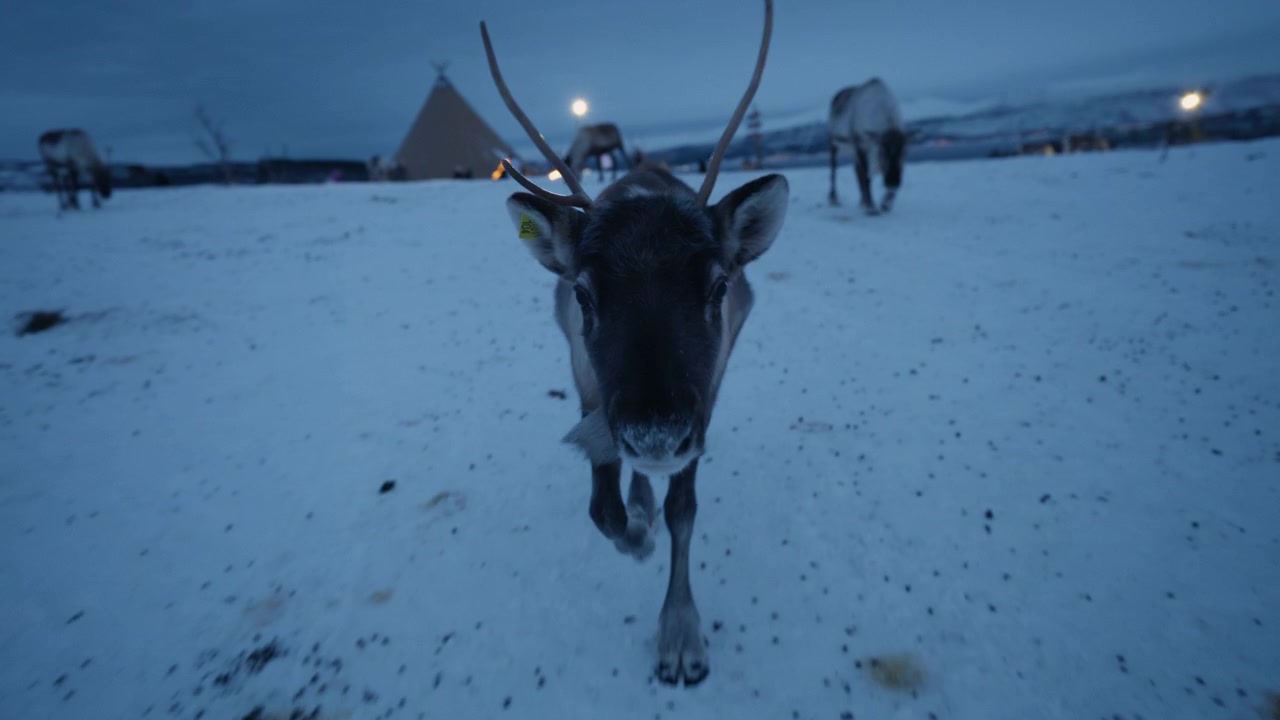 Nærbillede af rensdyrportræt på en sneklædt arktisk slette med samisk lavvu i Norge