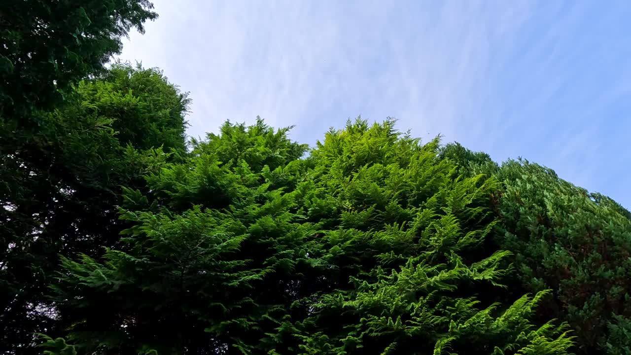 Camera tilts upward through dense, vibrant pine tree foliage under natural daylight in a botanical garden, revealing blue sky and layered greenery