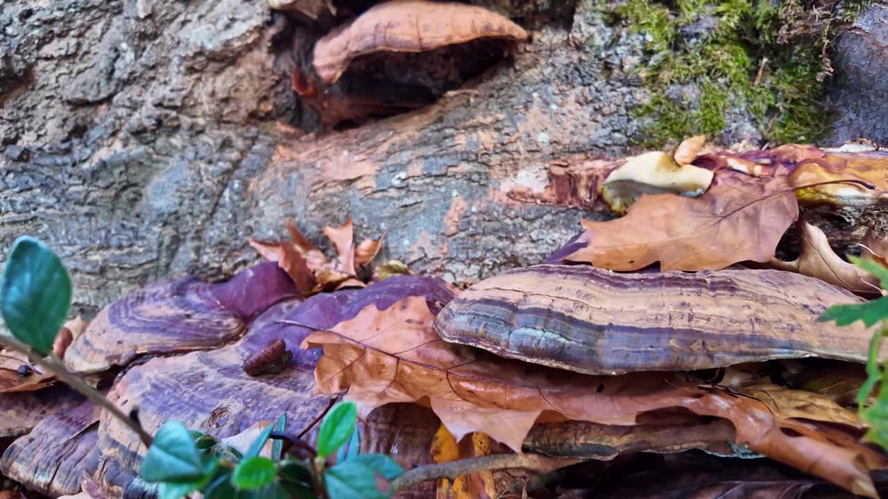 Large mushroom grows on a tree trunk with autumn leaves creating warm natural tones, macro pullback