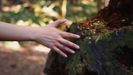 mano de mujer en la rama cubierta de musgo