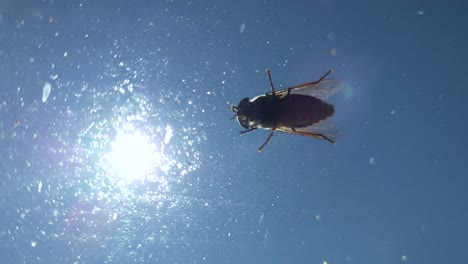 fly eating tiny pieces food of the window glass - macro shot