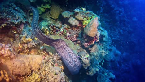 Moray-in-its-natural-environment-at-coral-reef