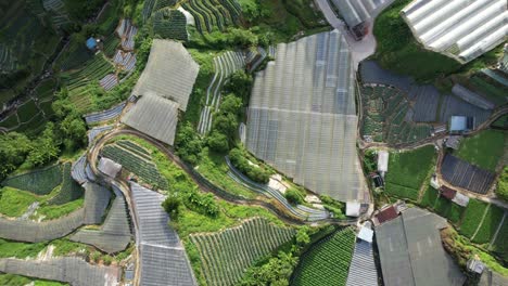 general landscape view of the brinchang district within the cameron highlands area of malaysia