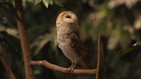 beautiful barn owl preening feathers while sitting on a tree branch