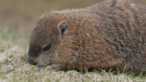 Marmota-Comiendo-En-El-Suelo