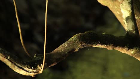 light reflects off the water onto a tree branch over the stream in the brazilian savanna