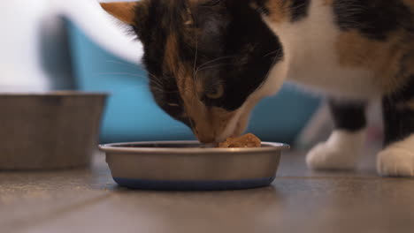 gato comiendo su cena de un tazón de metal en la cocina