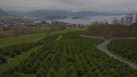 Evergreen-Spruces-Planted-On-Farm-In-Norway