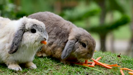 shot of a rabbit in farm