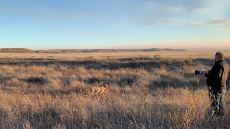 wildlife photographer with camera stands close to cheetahs on savanna