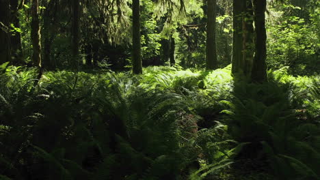 Escena-De-Lapso-De-Tiempo-De-Un-Suelo-De-Bosque-De-Coníferas-Cubierto-De-Helechos