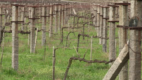 Weinbergbild,-Gut-Abgegrenzt-Durch-Zementmarkierungen