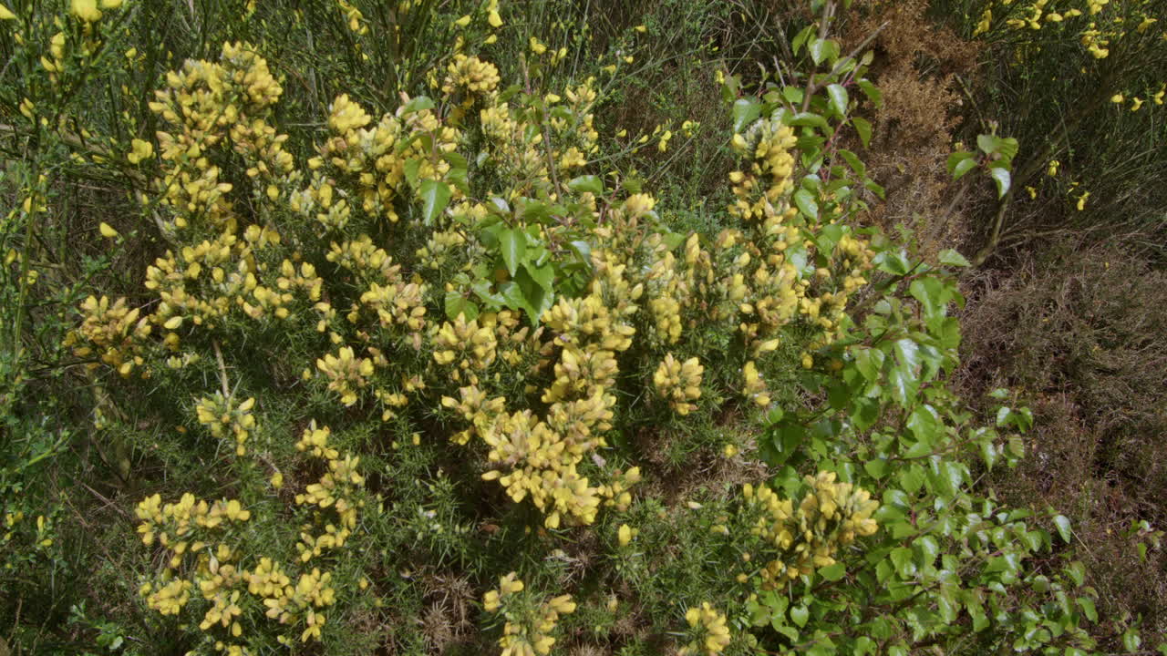 close up shot of gorse Bushes flowers in bud in a forest in Nottinghamshire