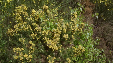 fotografía de cerca de los arbustos de gorse flores en brote en un bosque en nottinghamshire