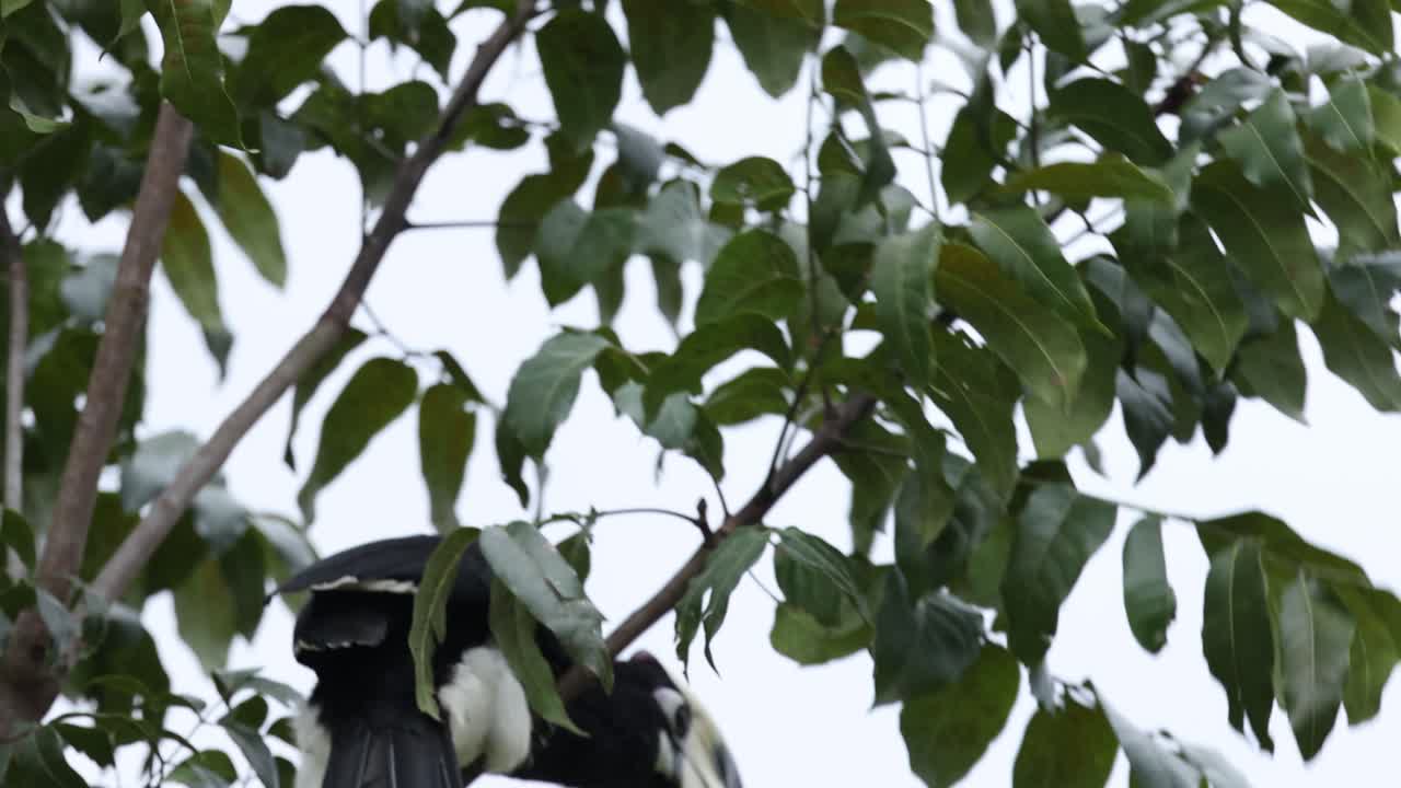 날아다니는 호른빌의 순차적인 프레임입니다.