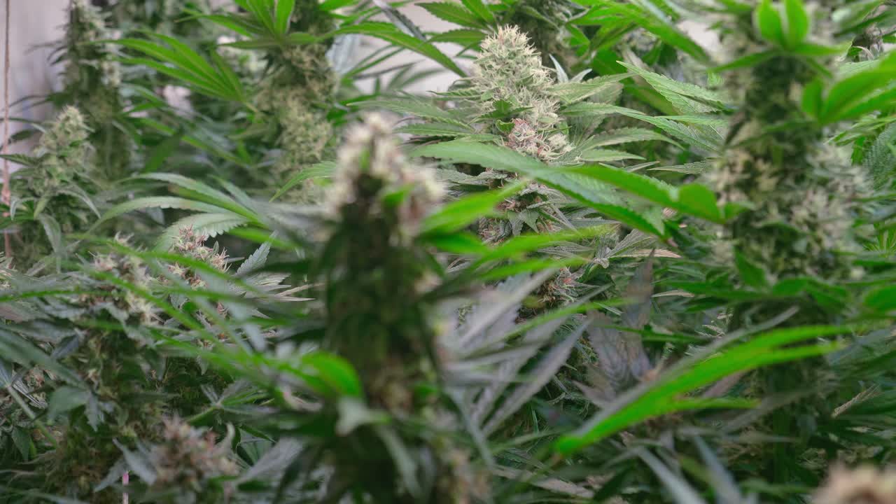 Cinematic Close-Up of Cannabis Buds with Smooth Motorized Slider Movement