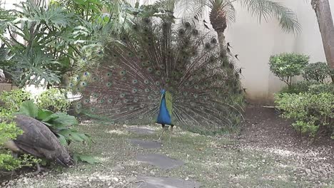 el pavo real sacude su hermoso plumaje, ritual de cortejo natural frente al pavo real femenino