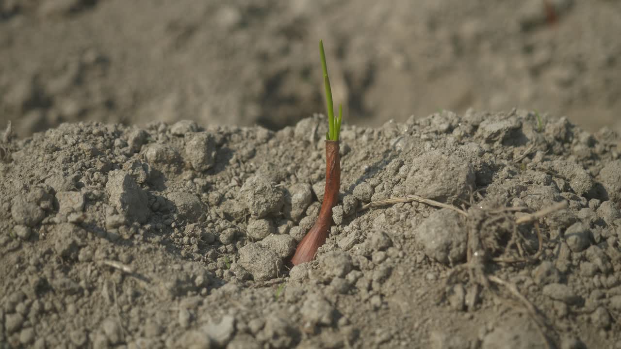 A young onion plant sprouting in dry soil under natural sunlight