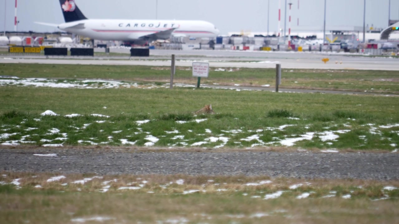 Lupo selvatico che cammina all'aeroporto di Vancouver.